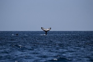 Кит Тимми застрял у берегов Германии: спасатели пытаются вывести его в открытое море