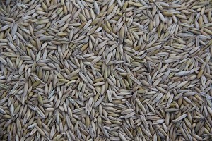 Зерновой скандал: отношения Израиля и Украины на грани кризиса